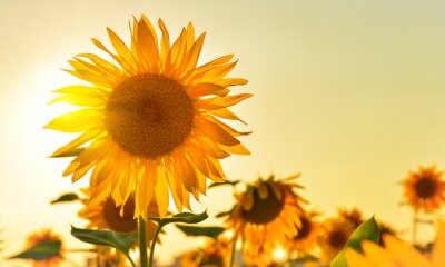 Sonnenblume und untergehende Sonne