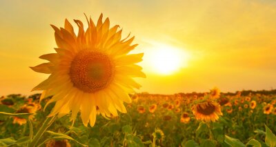 Sonnenblume vor dem Hintergrund des Feldes