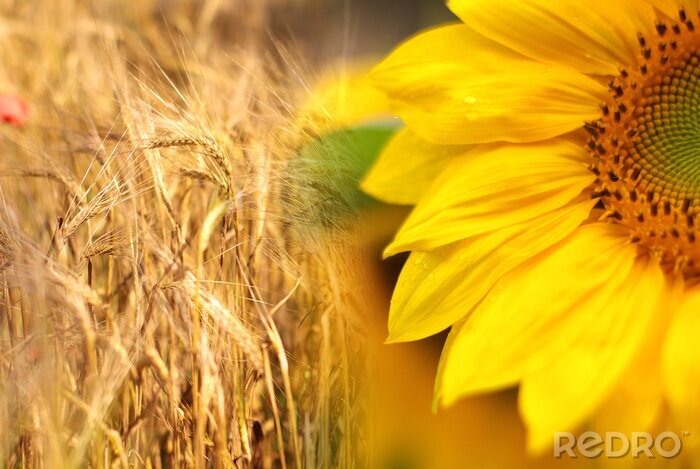 Fototapete Sonnenblume vor dem Hintergrund des Getreides