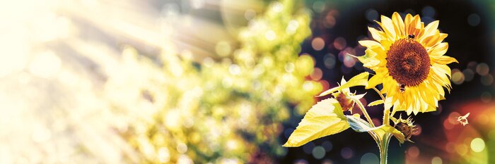 Fototapete Sonnenblume vor dem Hintergrund des Grüns