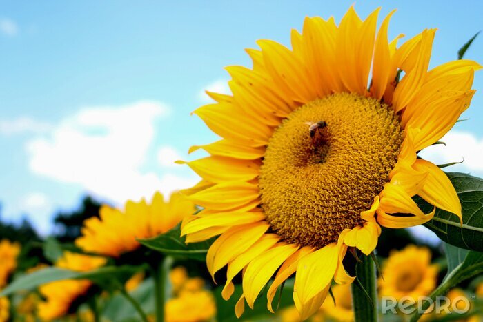 Fototapete Sonnenblume vor dem Hintergrund des Himmels