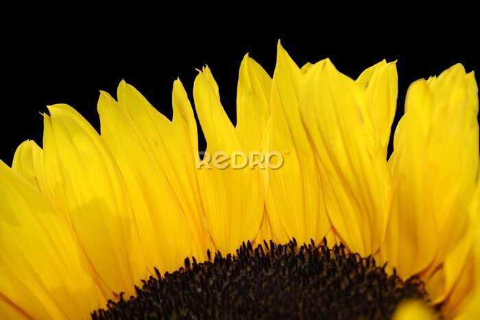 Fototapete Sonnenblume vor schwarzem hintergrund