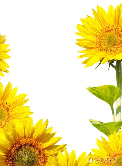 Fototapete Sonnenblumen als Rahmen