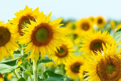 Fototapete Sonnenblumen auf blauem Hintergrund