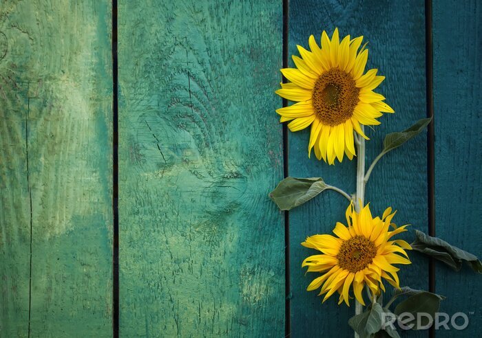 Fototapete Sonnenblumen auf blauem Holz