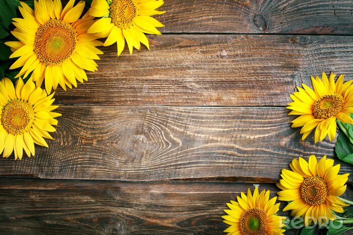 Fototapete Sonnenblumen auf braunem Holz