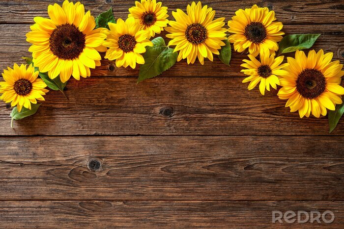 Fototapete Sonnenblumen auf braunen Brettern