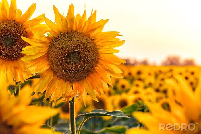 Fototapete Sonnenblumen auf dem Feld