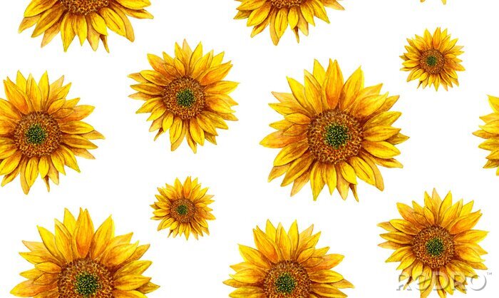 Fototapete Sonnenblumen auf dem Hintergrund in Weiß