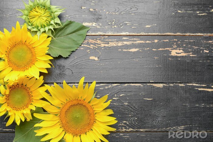 Fototapete Sonnenblumen auf dem Holzhintergrund
