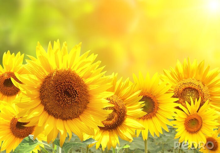 Fototapete Sonnenblumen auf einem gelben abstrakten Hintergrund