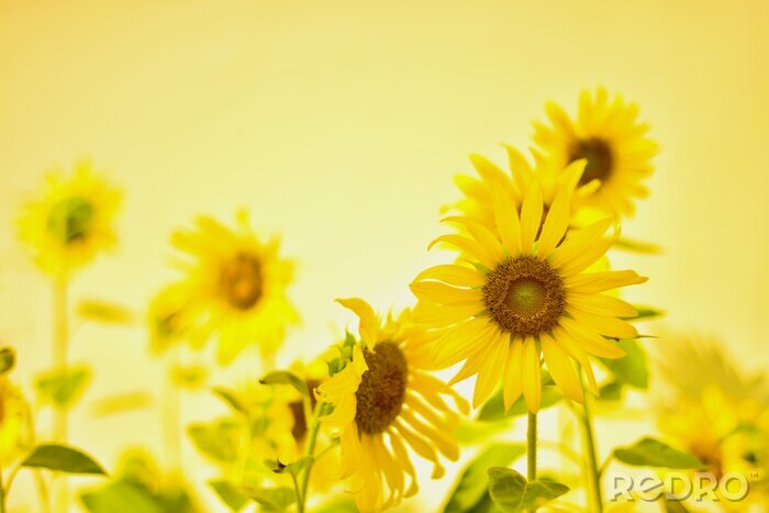 Fototapete Sonnenblumen auf gelbem Hintergrund