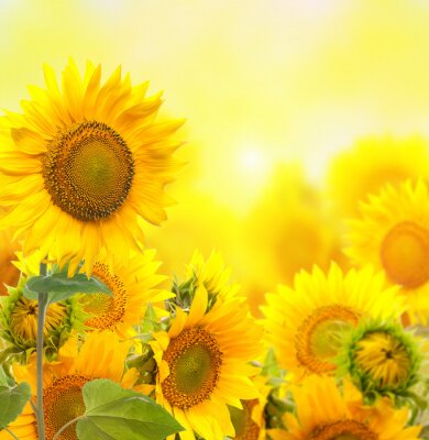 Fototapete Sonnenblumen auf hellem Hintergrund