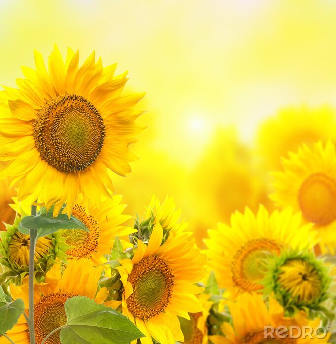 Fototapete Sonnenblumen auf hellem Hintergrund