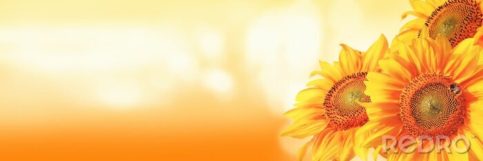 Fototapete Sonnenblumen auf orange Hintergrund