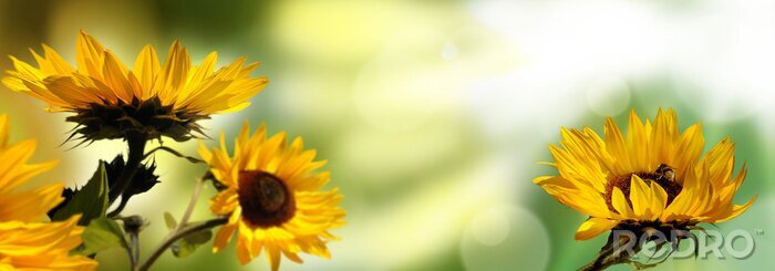 Fototapete Sonnenblumen auf verschwommenem Hintergrund