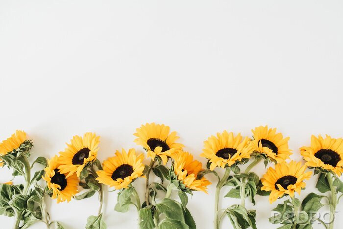 Fototapete Sonnenblumen auf weißem Hintergrund