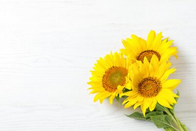 Fototapete Sonnenblumen auf weißem Holz