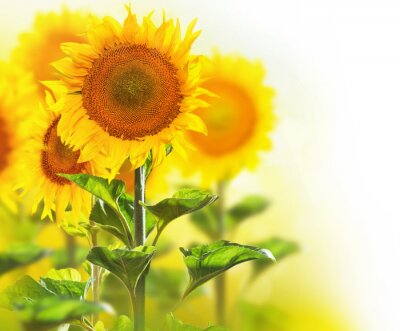 Fototapete Sonnenblumen aus dem Feld auf weißem Hintergrund