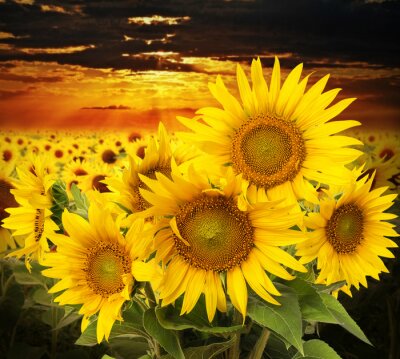 Fototapete Sonnenblumen bei Abenddämmerung