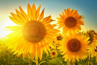 Fototapete Sonnenblumen bei Sonnenaufgang