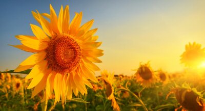 Fototapete Sonnenblumen bei Sonnenuntergang