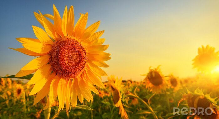 Fototapete Sonnenblumen bei Sonnenuntergang