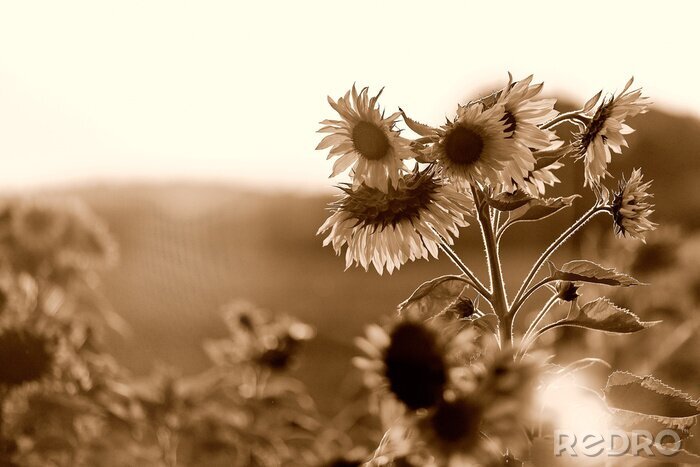 Fototapete Sonnenblumen im Retro-Stil
