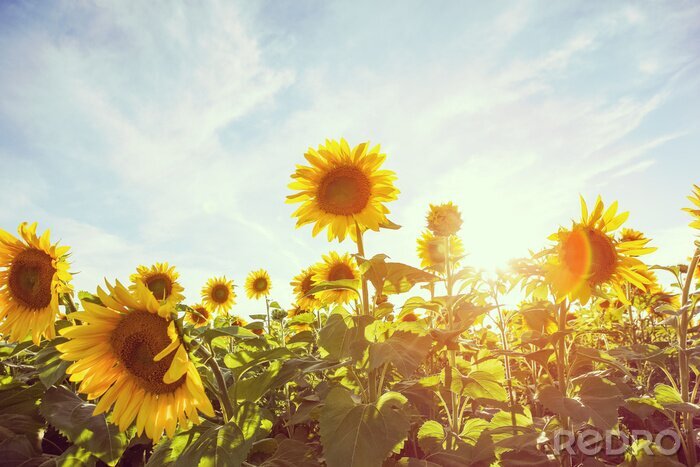 Fototapete Sonnenblumen im sonnenlicht