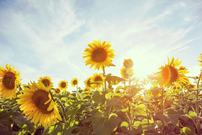 Fototapete Sonnenblumen im sonnenlicht