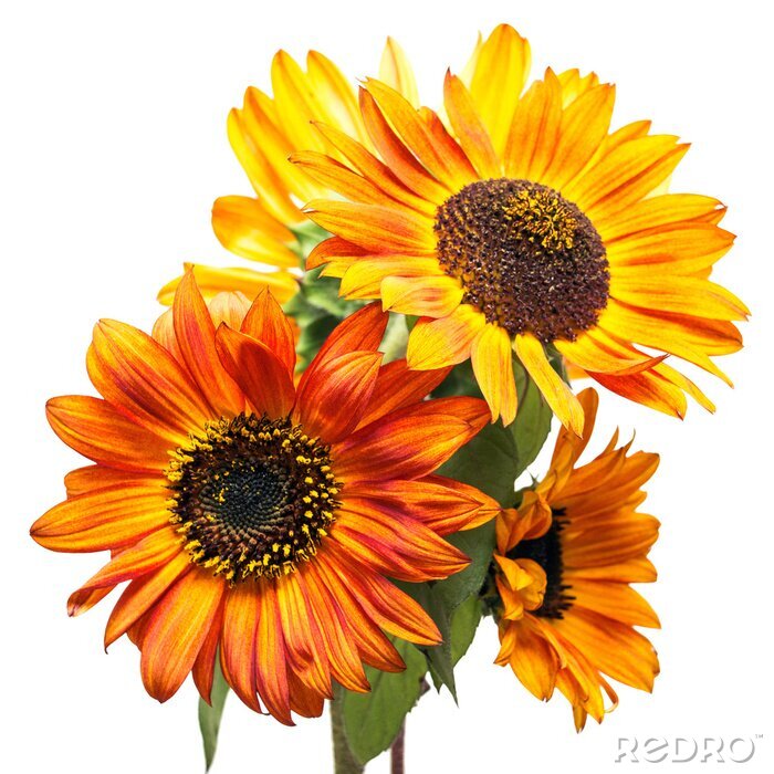 Fototapete Sonnenblumen in Komposition
