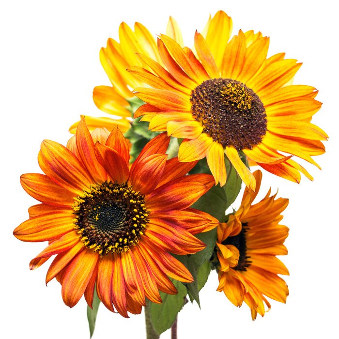 Fototapete Sonnenblumen in Komposition