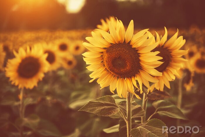 Fototapete Sonnenblumen in Sonnenstrahlen