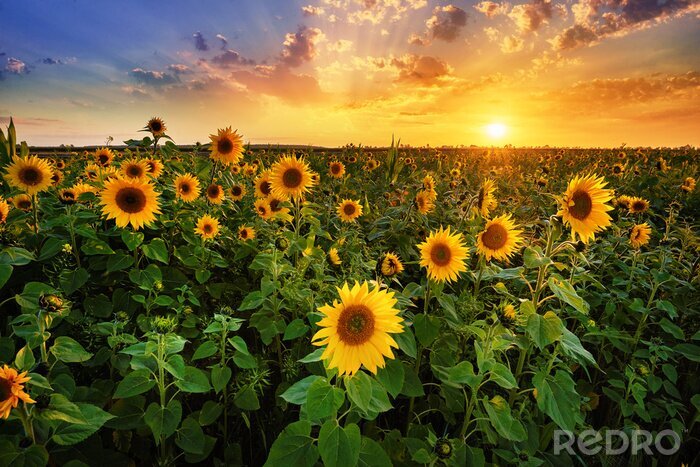 Fototapete Sonnenblumen Sonne und Wolken