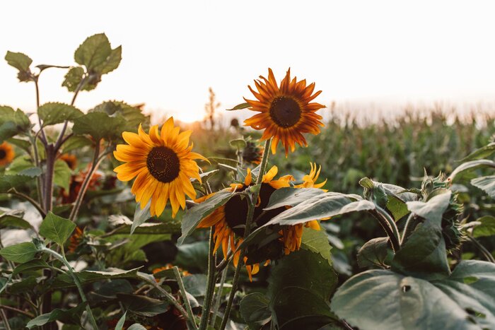 Fototapete Sonnenblumen und grüne Blätter