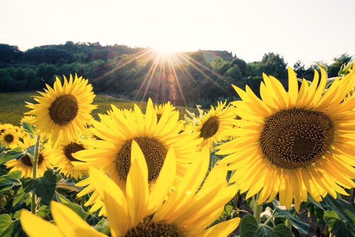 Fototapete Sonnenblumen und grüne Landschaft