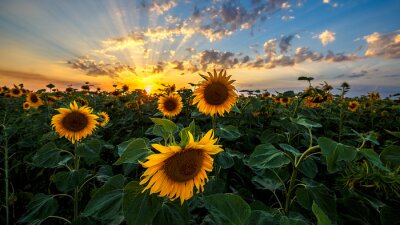 Sonnenblumen und Sonnenuntergang