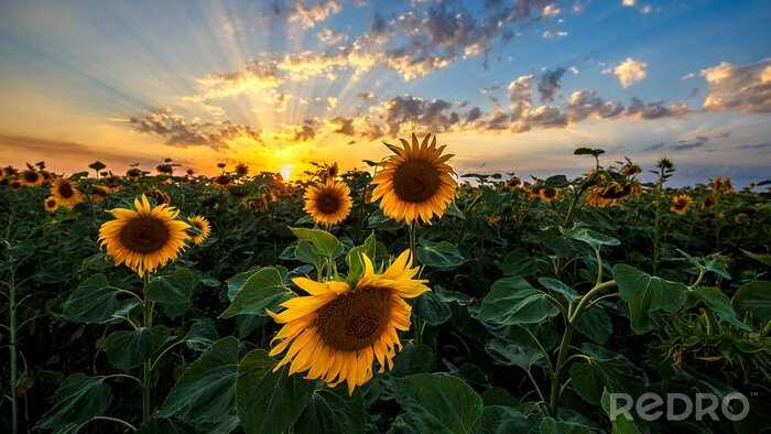 Fototapete Sonnenblumen und Sonnenuntergang