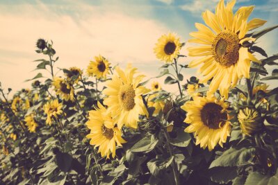 Fototapete Sonnenblumen und sonniger Tag