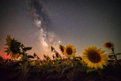 Fototapete Sonnenblumen und Sternenhimmel
