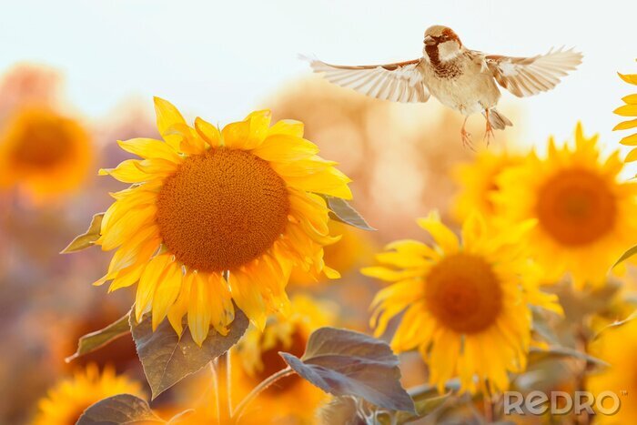 Fototapete Sonnenblumen und Vögel