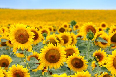 Fototapete Sonnenblumen unter Natur
