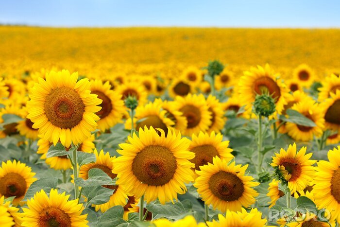 Fototapete Sonnenblumen unter Natur