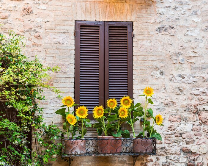 Fototapete Sonnenblumen vor dem fenster