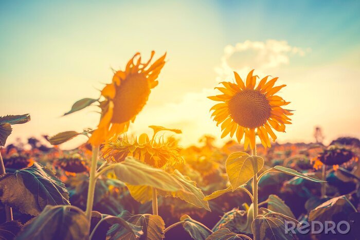 Fototapete Sonnenblumen vor dem Hintergrund der Sonne