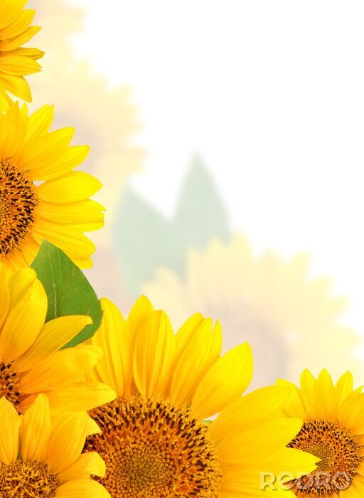 Fototapete Sonnenblumen vor dem Hintergrund des blauen Himmels