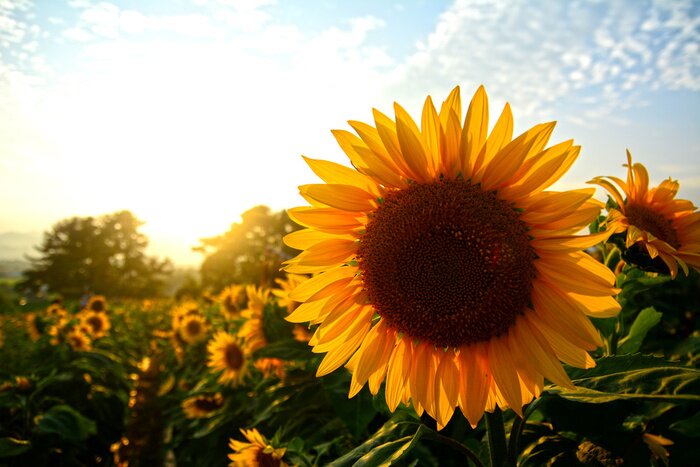Fototapete Sonnenblumen vor dem Hintergrund des Himmels und der Wolken