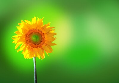 Fototapete Sonnenblumenblüte auf grünem Hintergrund
