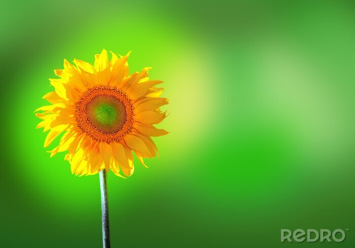 Fototapete Sonnenblumenblüte auf grünem Hintergrund