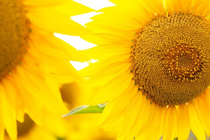 Fototapete Sonnenblumenblütenblätter aus nächster Nähe